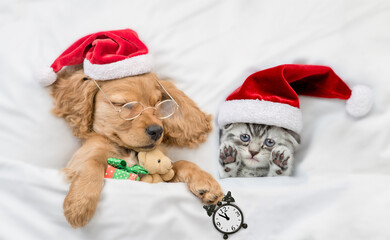 English Cocker spaniel puppy sleeps with funny tiny kitten. Pets wearing santa hats sleep together on a bed at home. Top down view. Puppy holds gift box, toy bear and alarm clock