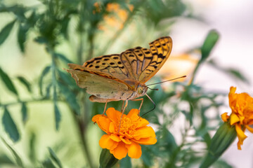 The dark green fritillary butterfly collects nectar on flower. Speyeria aglaja is a species of butterfly in the family Nymphalidae.