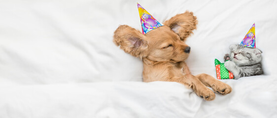 Funny English Cocker spaniel puppy and kitten wearing birthday caps sleep together under white warm...
