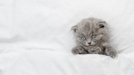 Cute kitten lying under blanket on a bed at home. Top down view. Empty space for text