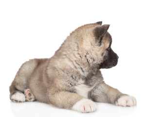 American akita puppy lies and looks away on empty space. Isolated on white background