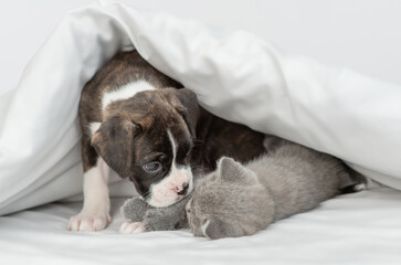 Friendly German boxer puppy kisses tiny kitten under warm white blanket on a bed at home