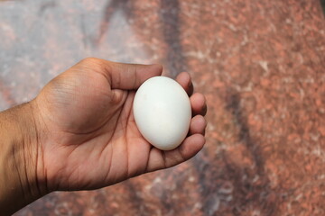Fototapeta na wymiar Freshly laid white egg on hand