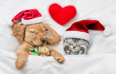 English Cocker spaniel puppy and tiny kitten wearing santa hat sleep together withred heart under...