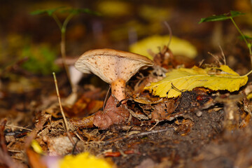 Edible Mushroom Funnel Talker