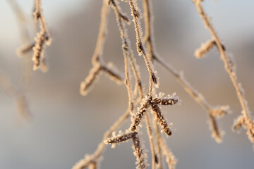 Close-up photography of the bare branches of a birch tree covered in frost, outdoors