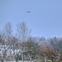 Flying swan and woods, 2021/12/26h