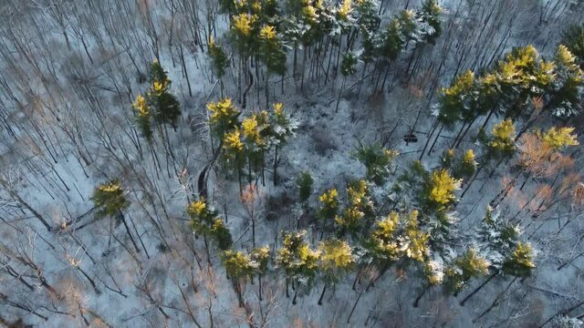 Little bennet regional park in winter - Maryland