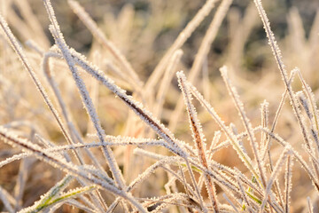 Close up of arid blades of grass covered with frost in winter and growing on the cold earth