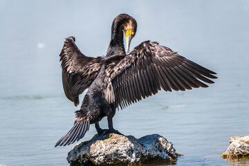 Great cormorant, Phalacrocorax carbo, sits on stone and dries its wings on the wind.