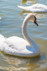 Obraz premium Graceful white Swan swimming in the lake, swans in the wild. Portrait of a white swan swimming on a lake.