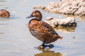 Beautiful duck, Common pochard female, Aythya ferina, standing on a lake shore.