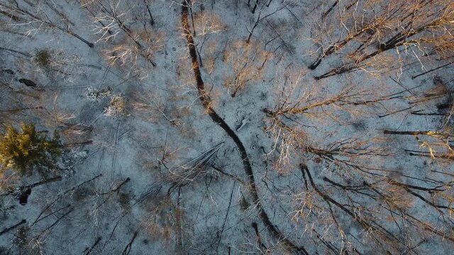 Little bennet regional park in winter - Maryland