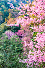 Wild Himalayan Cherry blossom  beautiful flowers in Thailand at Koon Chang Kean , Changmai Thailand  Province, Sakura in Thailand