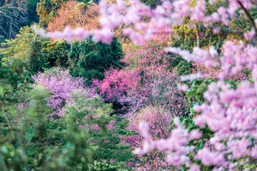 Wild Himalayan Cherry blossom  beautiful flowers in Thailand at Koon Chang Kean , Changmai Thailand  Province, Sakura in Thailand