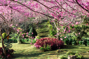 Naklejka premium Wild Himalayan Cherry blossom beautiful flowers in Thailand at Koon Chang Kean , Changmai Thailand Province, Sakura in Thailand