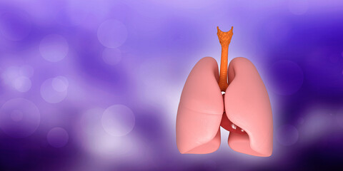 Healthy Human Lungs 3d illustration