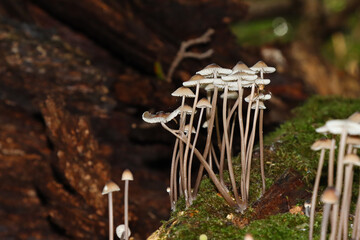 Growing Panaeolus Goliath mushrooms.