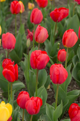 red tulips in a spring garden