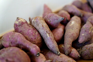 さつまいもべにはるかの収穫