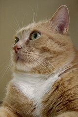 One ginger cat lies on the floor with a large palnom and looks to the side