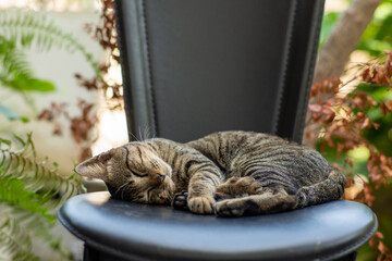 big male grey tabby cat laying and sleeping on black leather chair with little tree garden background