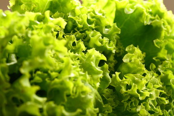 Fresh harvested lettuce leaves-  herbs for cooking.