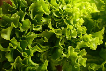 Fresh harvested lettuce leaves-  herbs for cooking.