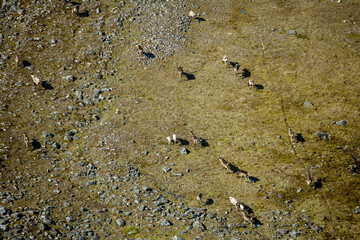 Caribou Herd Nunavik Quebec Canada