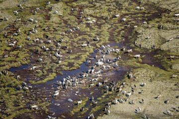 Caribou Herd Nunavik Quebec Canada