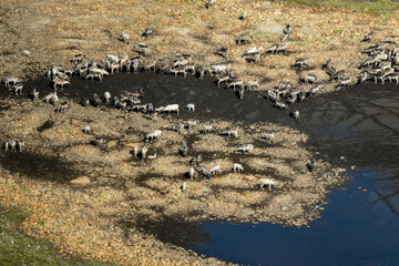 Caribou Herd Nunavik Quebec Canada