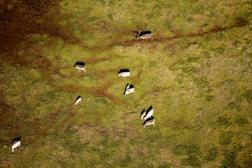 Caribou Herd Nunavik Quebec Canada