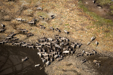 Obraz premium Caribou Herd Nunavik Quebec Canada