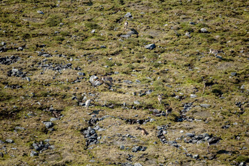 Caribou Herd Nunavik Quebec Canada