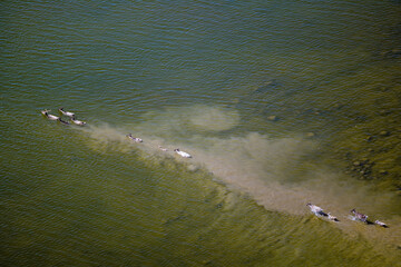 Caribou Herd Nunavik Quebec Canada