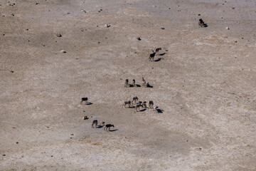 Caribou Herd Nunavik Quebec Canada