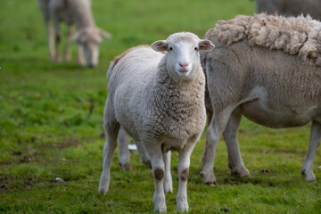Obraz na płótnie Canvas Sheep looking at the camera