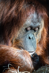 An orangutan male, portrait 
