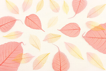 Colorful transparent and delicate skeleton leaves over wooden white background