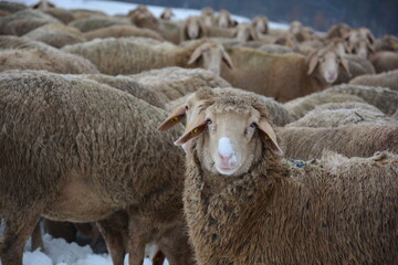 Schafe mit Schnee auf der Nase im Schnee im Winter in der Rh&ouml;n bei Hammelburg Franken, Bayern, Deutschland