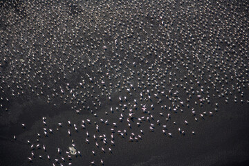 Flamingos at Lake Natron Tanzania