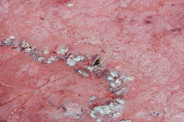 Flamingo Nests Lake Natron Tanzania