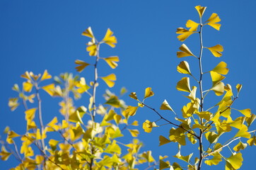 青空の下の紅葉した銀杏の木