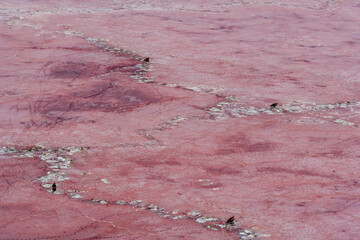Flamingo Nests Lake Natron Tanzania