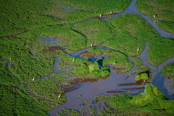 Storks and Waterfowl in Wetland of Shombole Area of Kenya