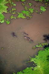 Hippopotamus in Wetlands of Maasai Amboseli Park Game Reserve Kenya