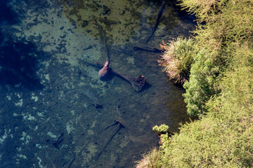 Hippopotamus in a River in Tsavo West. Kenya.