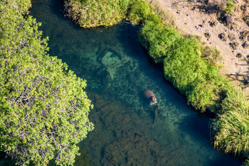 Hippopotamus in a River in Tsavo West. Kenya.