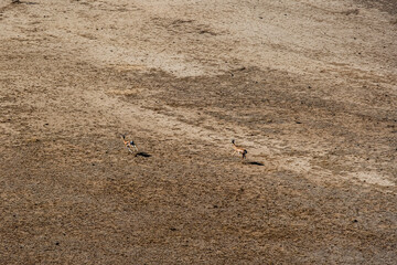 Impala at Rift Valley Kenya