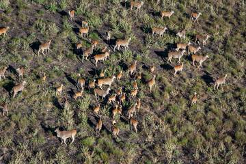 Antelope at Tsavo West. Kenya.